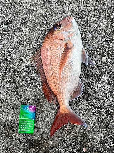 マダイの釣果