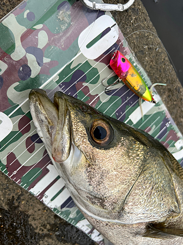 シーバスの釣果