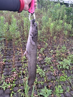 ナマズの釣果