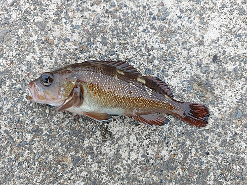 メバルの釣果