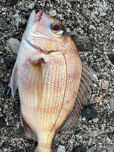 マダイの釣果