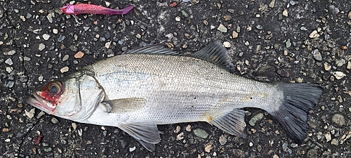 フッコ（ヒラスズキ）の釣果