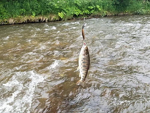 釣果