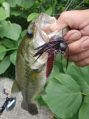 ブラックバスの釣果