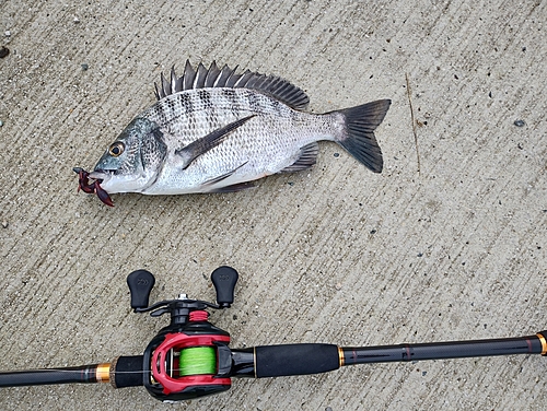 チヌの釣果