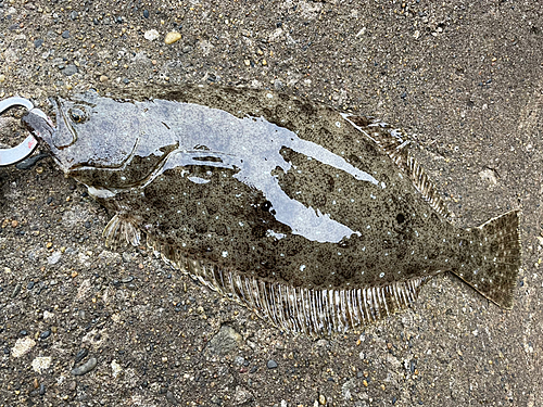 ソゲの釣果