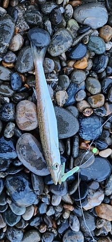 カマスの釣果