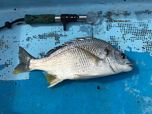 キビレの釣果