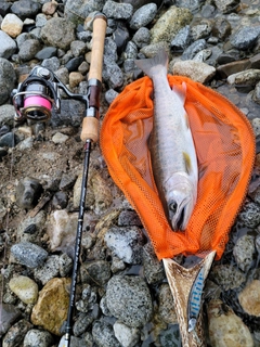 アマゴの釣果