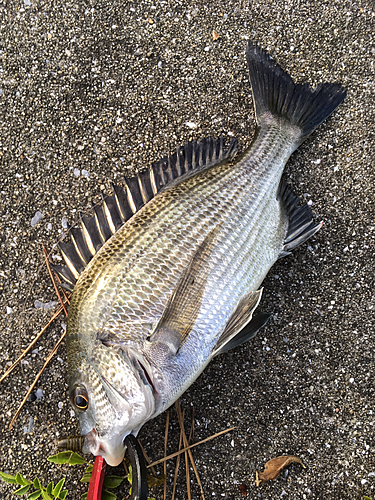 チヌの釣果