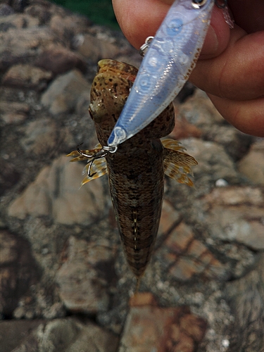 エソの釣果