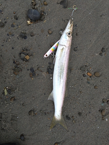 カマスの釣果