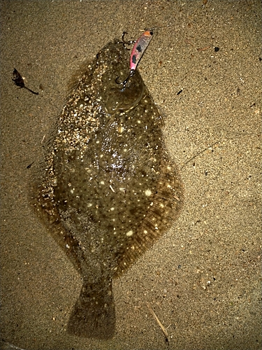 カレイの釣果