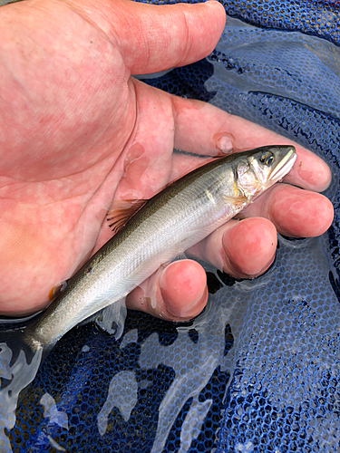 アユの釣果