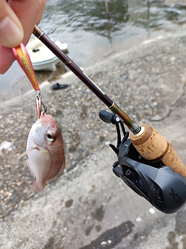 タイの釣果