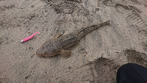 マゴチの釣果