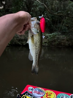 ラージマウスバスの釣果