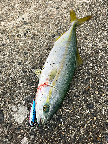 ワカシの釣果