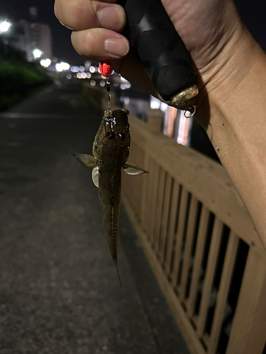 マハゼの釣果