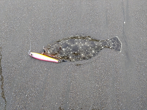 ソゲの釣果