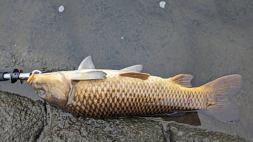 コイの釣果