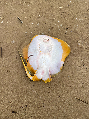 エイの釣果