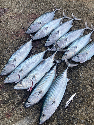 ハガツオの釣果