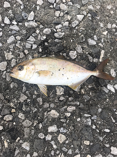 ショゴの釣果