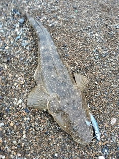 マゴチの釣果