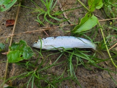 オイカワの釣果