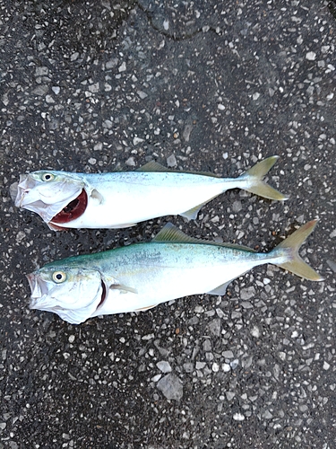 ワカシの釣果