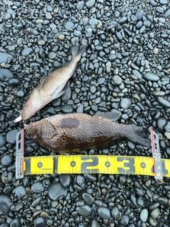 オオモンハタの釣果