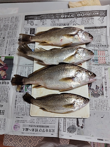 イシモチの釣果