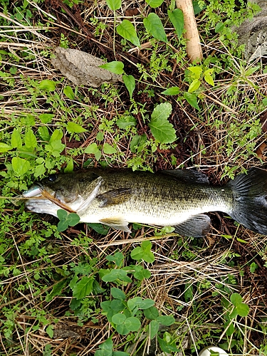 ブラックバスの釣果