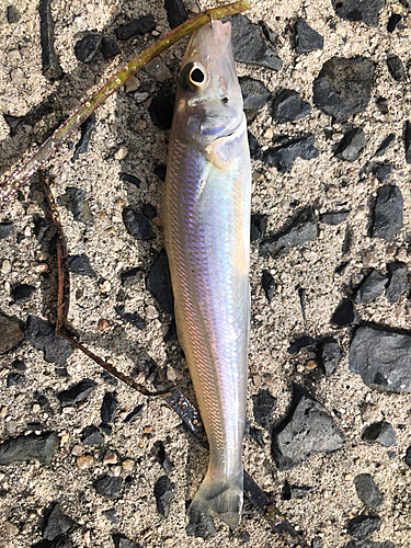 キスの釣果