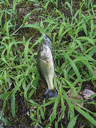 ブラックバスの釣果