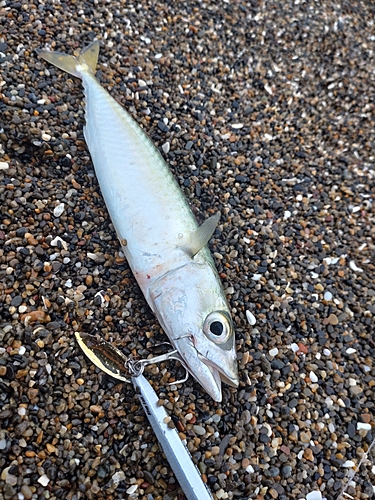 サバの釣果