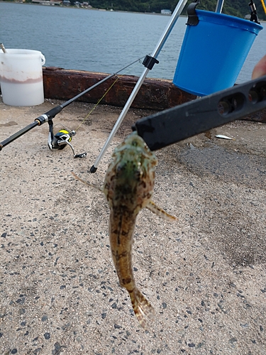 アナハゼの釣果