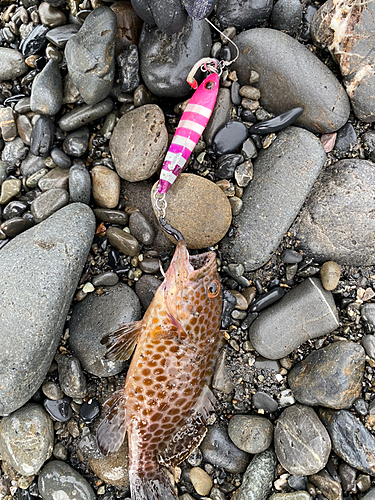 オオモンハタの釣果