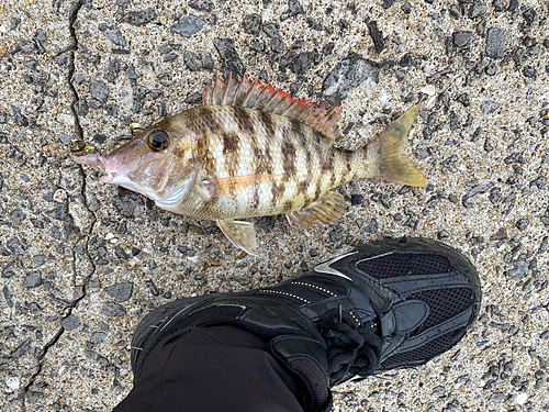 フエフキダイの釣果