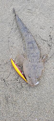 マゴチの釣果