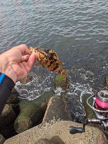 タケノコメバルの釣果