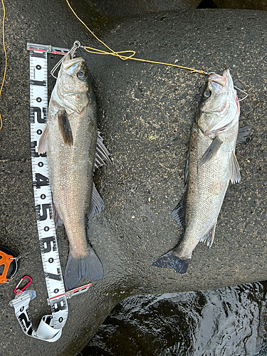 シーバスの釣果