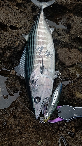 ハガツオの釣果