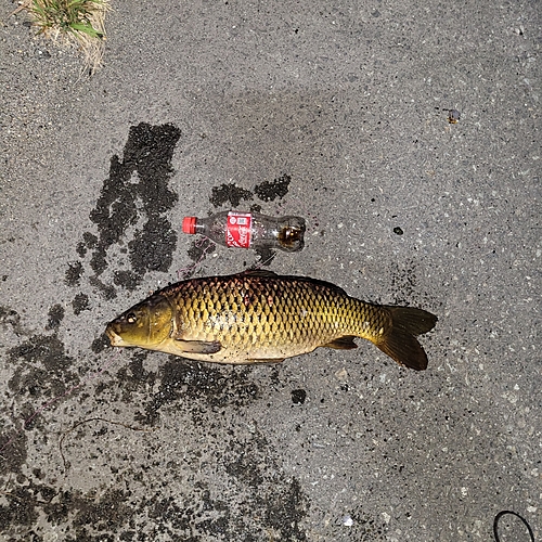 コイの釣果