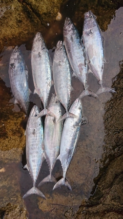 ハガツオの釣果