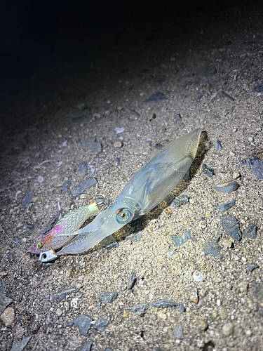 ベイカの釣果