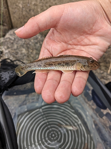 チャリコの釣果