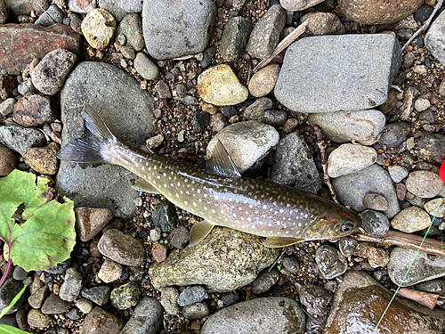 アメマスの釣果