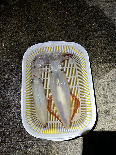 ケンサキイカの釣果